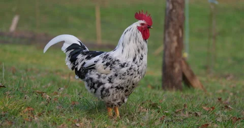 Rooster in semi-freedom Stockbeeldmateriaal 171086739