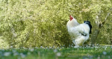 Rooster Shaking in Nature 4K Pro Res Stock Footage 85835970