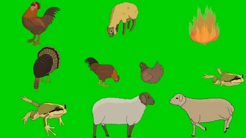 Rooster Sheep Fire Turkey Chick Hen Frog Flame Farm 2d animated cartoon 库存影片 334703349