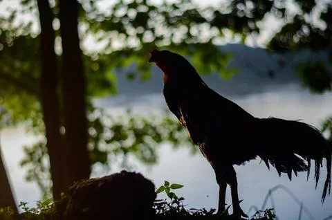 Rooster silhouette 写真素材