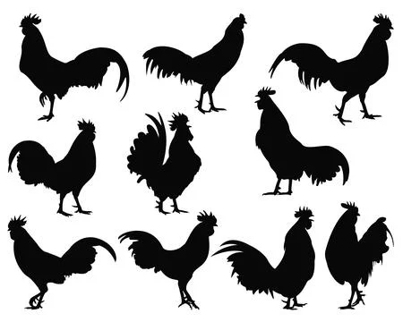ROOSTER SILHOUETTE VECTOR ART Stock Illustration
