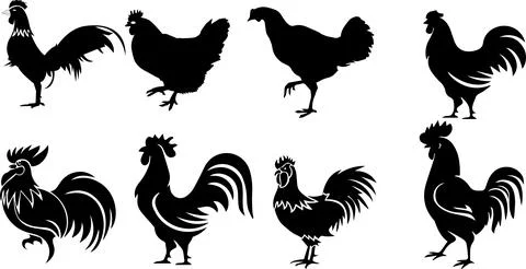 Rooster Silhouettes on a white background, vector illustration. Stock Illustration