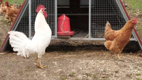 Rooster singing in the farmyard Stock-Footage 84222682