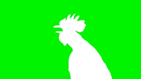 Rooster singing Stock Footage 49722402
