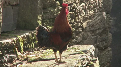 A rooster singing Stock Footage 62558832