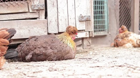 The rooster sits on the ground and cleans its feathers Stock Footage 247331074