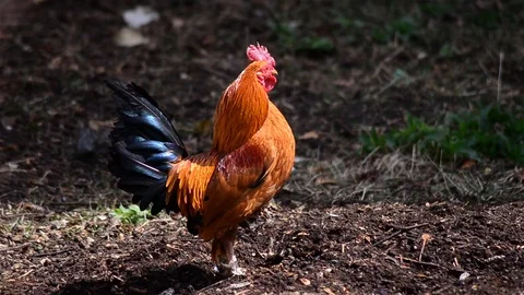 Rooster sitting and singing while his chicken burrows after eating the backya Stock Footage 95907879