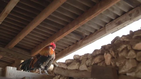 Rooster sitting Stock Footage 83467830