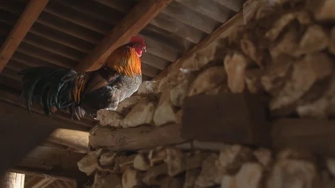 Rooster sitting on stone wall Stock Footage 83467475
