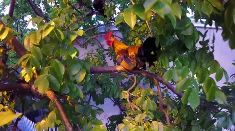 Rooster sitting in a tree at sunset celebration at mallory square in key west Stock Footage 41869832