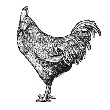 Rooster sketch vector, hand drawn in vintage engraving style. Farm animal Stock Illustration
