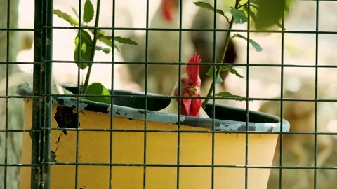 A rooster sleeps in a yellow pot in the ecological garden. Stock Footage 254493614