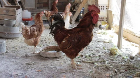 Rooster slow Stock Footage 6468283