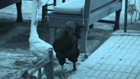 Rooster slow motion Stock Footage 263670934