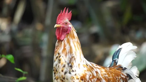 Rooster Slow Motion Stock Footage 304565379