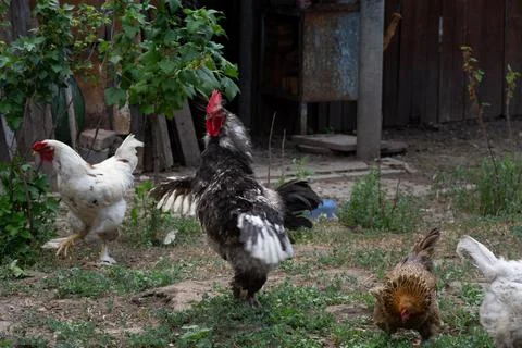 Rooster spread its wings. Rooster and chickens free range. Backyard Chickens Foto stock