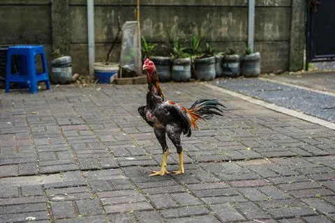 The rooster is spreading its wings. Stock Photos