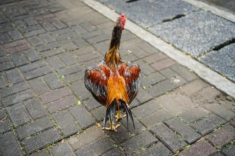 The rooster is spreading its wings. Stock Photos