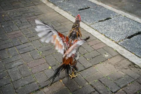 The rooster is spreading its wings. Stock Photos