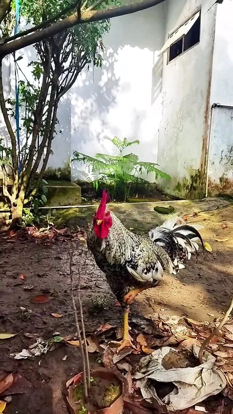 The Rooster Stand Only One Leg Stock Footage 287439014