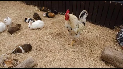 Rooster Standing Among Rabbits and Guinea Pigs in Outdoor Enclosure Stock Footage 343455097