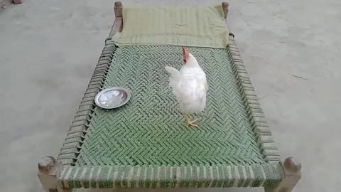 Rooster Standing on a Charpai in Front of Camera Vídeos de archivo 347248549
