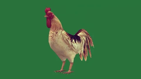 Rooster is standing on chicken Stock Footage 336050004