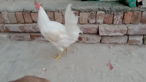 Rooster Standing Directly in Front of the Camera Vídeos de archivo 347339419