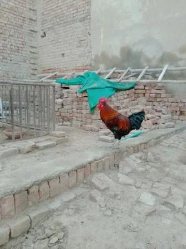 Rooster Standing in front of cage Stock Photos