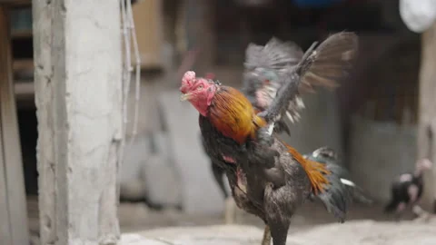 Rooster standing in front of a house of humble people in Bangkok Stock Footage 221516989
