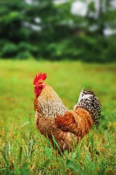 Rooster standing on grass with blurred back green background, free-range Stock Photos