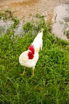 Rooster standing on the grass. Foto stock
