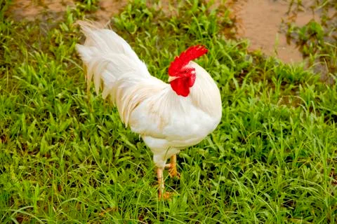Rooster standing on the grass Stock Photos