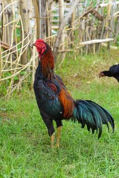 A rooster standing on the grass Stock Photos