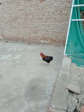 Rooster Standing on the Ground Stock Photos