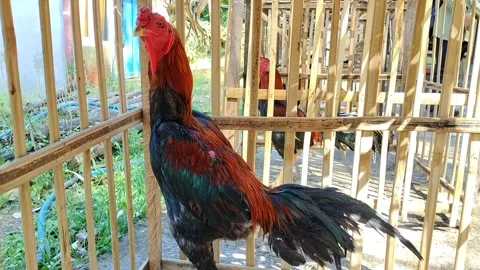 Rooster standing inside a traditional bamboo cage Vidéo 339304278
