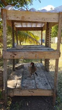 Rooster Standing in Multi Level Wooden Wire Cage Structure Stock Photos