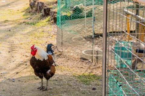 Rooster standing outside wire mesh cage Stock Photos