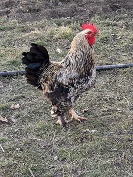 Rooster Standing in Profile on Grass Stock-Fotos