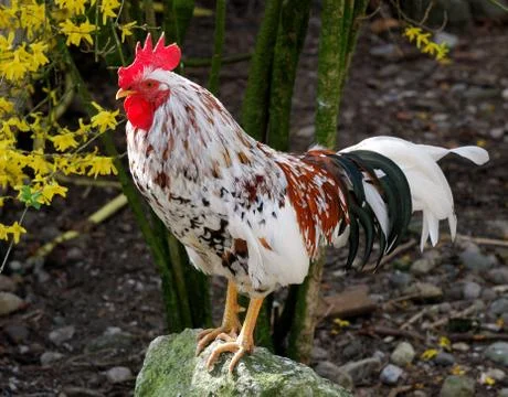 Rooster standing on a rock Stock Photos