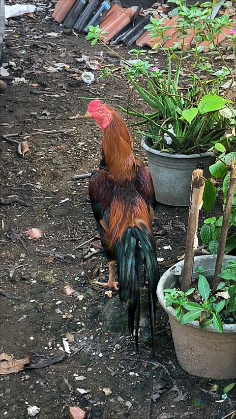 Rooster Standing in a Rural or Backyard Setting Stock Footage 312104759