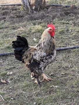 Rooster Standing Sideways on Grass Stock Photos