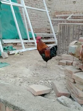 Rooster Standing on the Soil Stock Photos