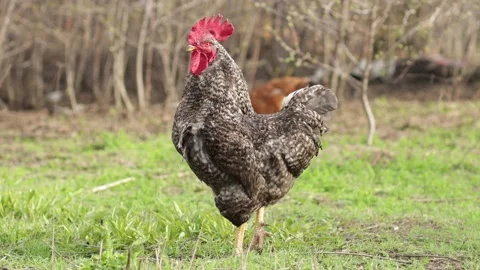 A rooster standing on top of a grass covered field Stock Footage 153106318