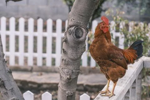 Rooster standing on top of a white railing. Stock-Fotos