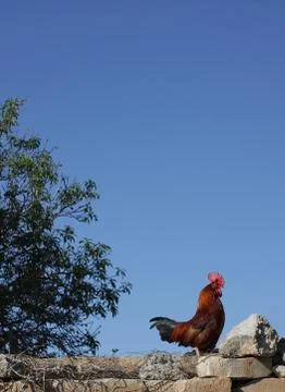 Rooster standing on a wall Stock Photos