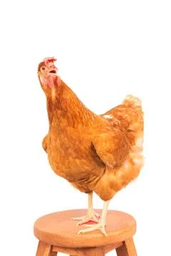Rooster standing on wood path isolated white background Stock-Fotos