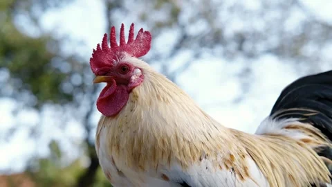 A rooster stands alert with a bright red comb against a soft natural background Stock Footage 327482244