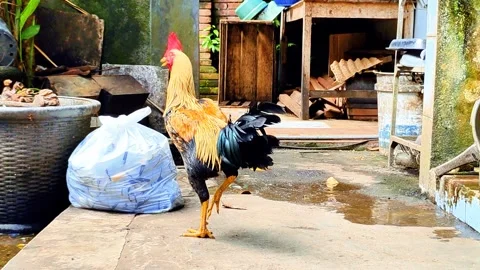 A rooster stands on a cement floor next to a trash bag Stock Footage 275768485