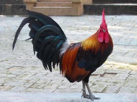 Rooster Stands on the Floor! Stock Photos